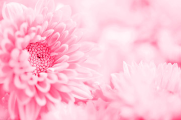 The Soft sweet pink flower for love romantic dreamy background in valentine day or wedding card concept