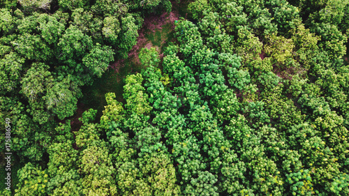 Fototapeta Naklejka Na Ścianę i Meble -  Aerial landscape, the forest