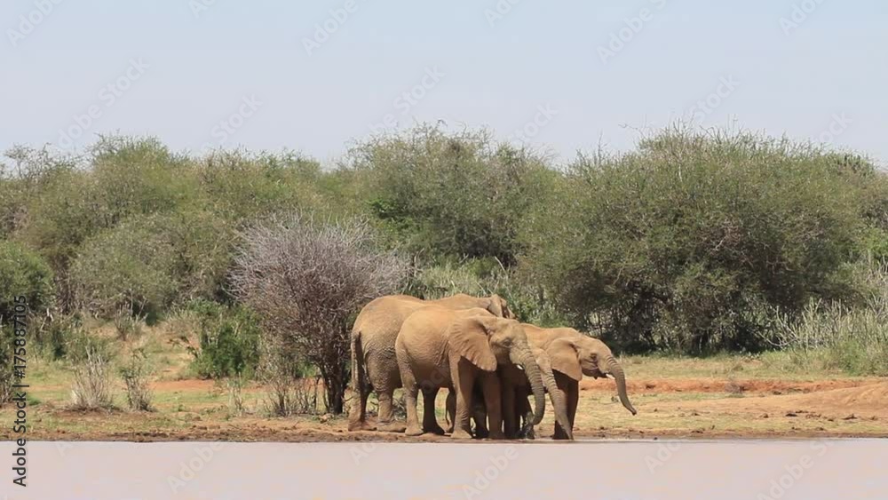 African Elephants herd drinking African Elephants herd drinking
