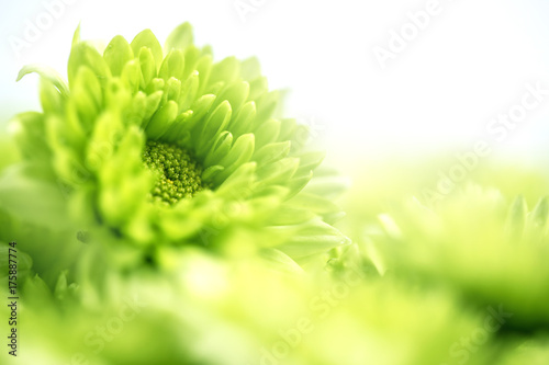 Fototapeta Naklejka Na Ścianę i Meble -   Soft fresh green flower for love romantic dreamy background , fresh and relax concept