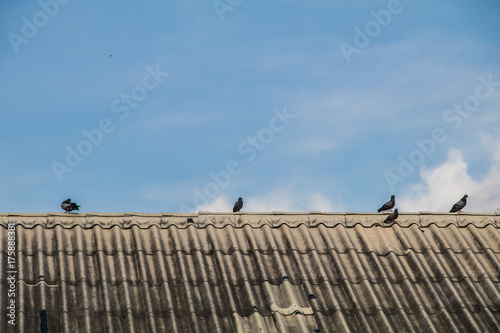 Bird on the roof blue sky background