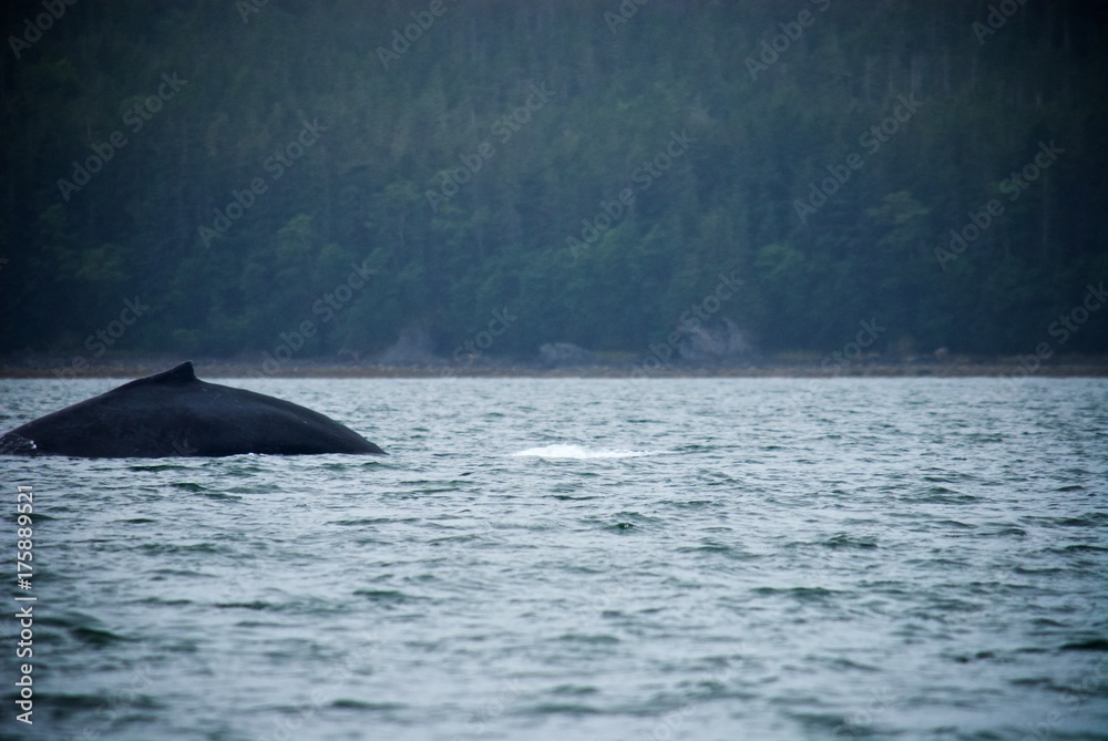 Fototapeta premium Whale in Alaska