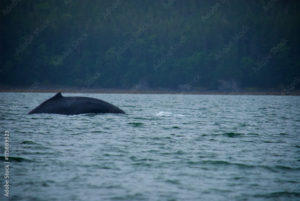 Naklejka premium Whale in Alaska