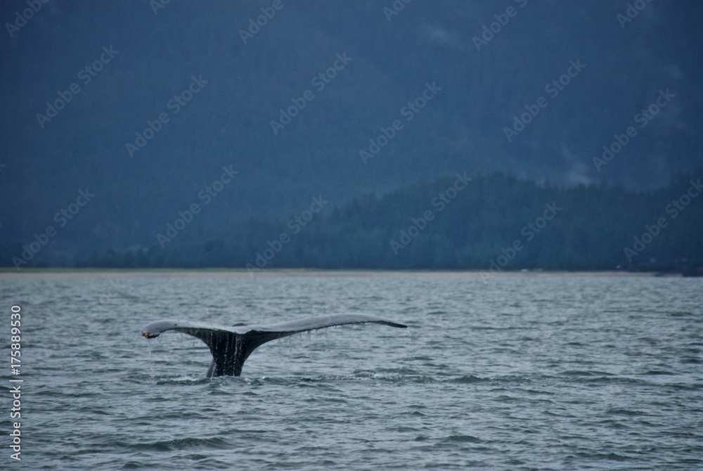 Fototapeta premium Whale in Alaska