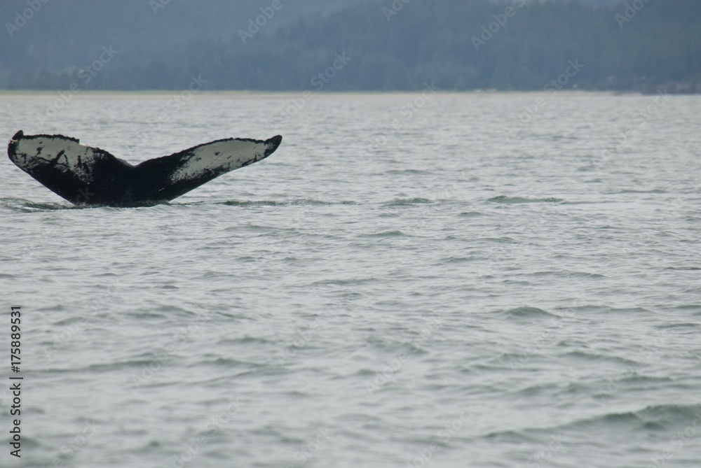 Fototapeta premium Whale in Alaska