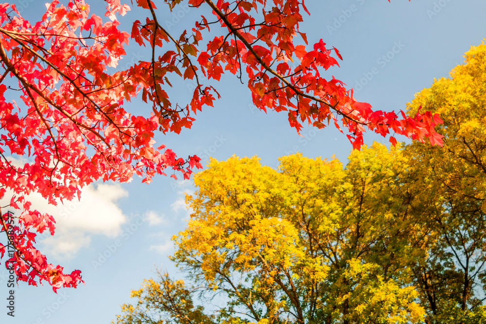 Autumn red and orange leaves Autumn red and orange leaves