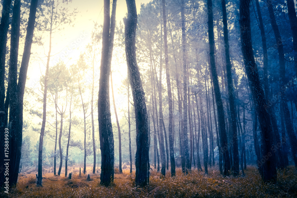 Dark mystical autumn forest in blue fog. Old Tree jungle forest landscape with foggy magic atmosphere Dark mystical autumn forest in blue fog. Old Tree jungle forest landscape with foggy magic atmosphere