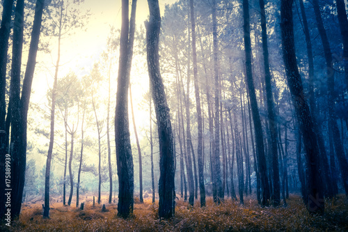 Dark mystical autumn forest in blue fog. Old Tree jungle forest landscape with foggy magic atmosphere
