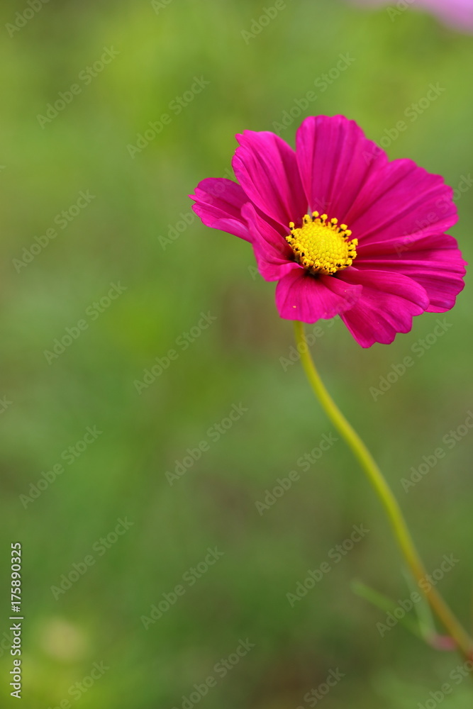 Fototapeta premium Cosmos