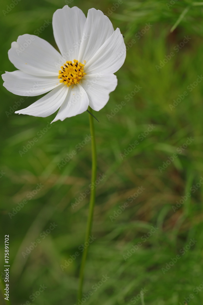 Cosmos (macro) Cosmos (macro)