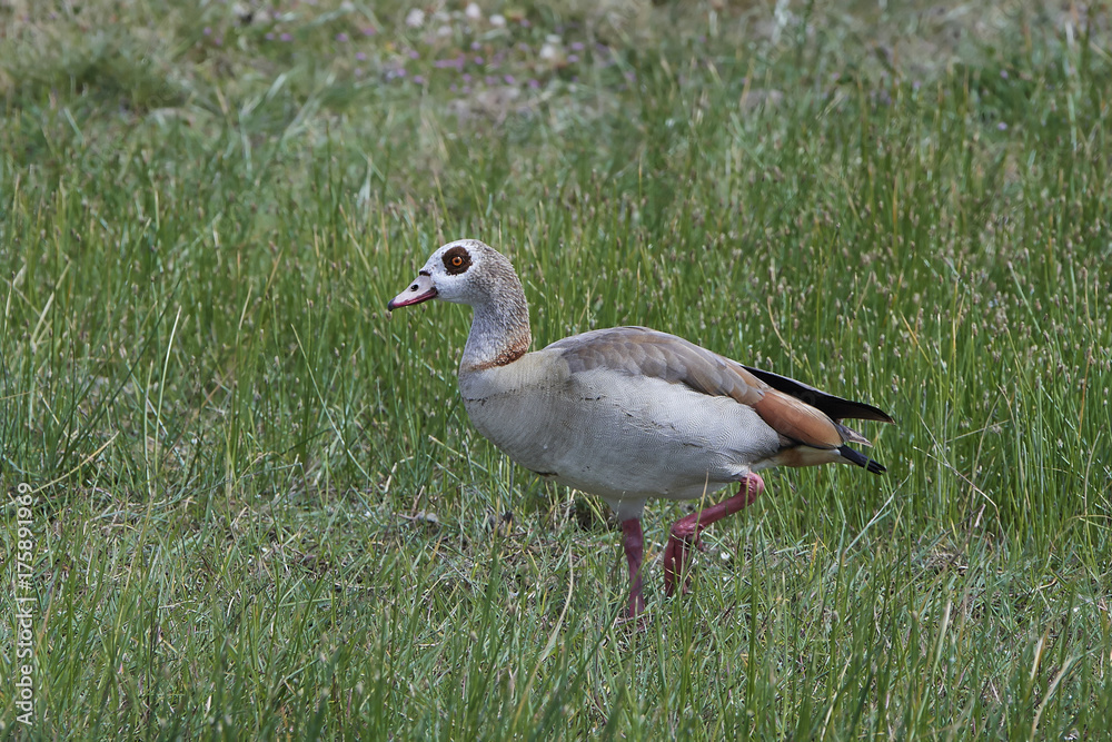 Egyptian goose (Alopochen aegyptiaca) Egyptian goose (Alopochen aegyptiaca)