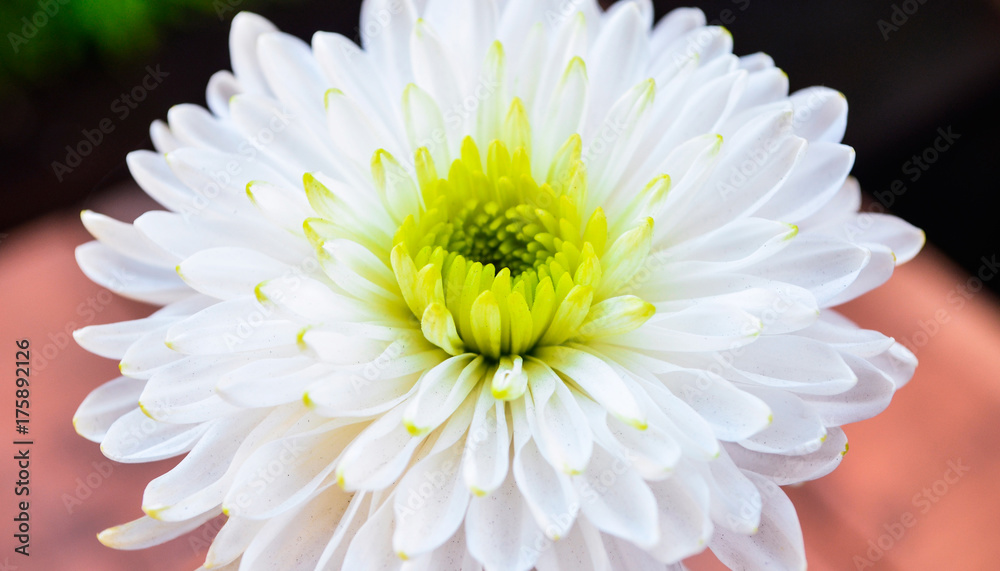 Fractal Flower Fractal Flower