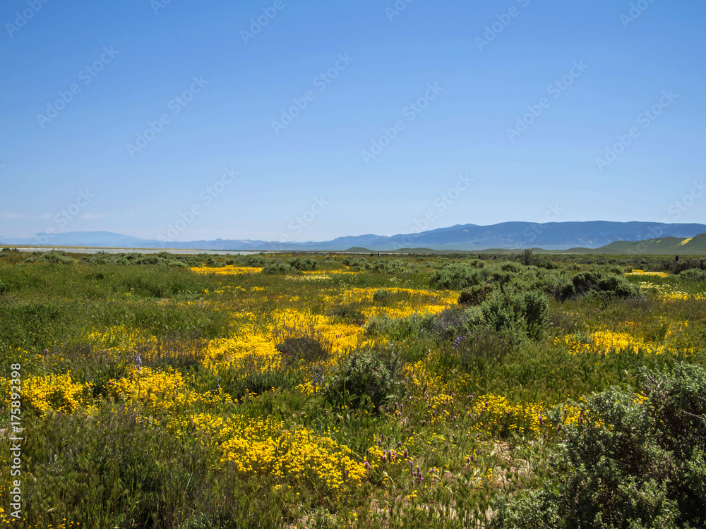 wild flower field blooming in spring in the valley