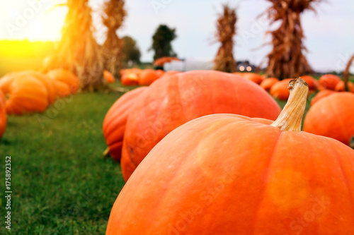 Ripe Pumpkins in a Field photo