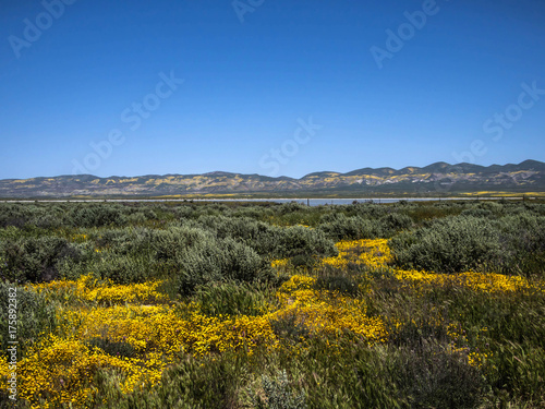 FLower field mountain during spring in California