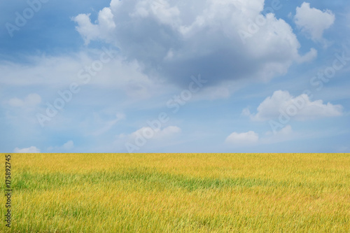 Bright sky background and Jasmine rice fields  During harvest.
