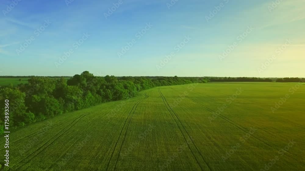 Beautiful green wheat field landscape on summer day. Barley agricultural field. Sky view wheat field green. Grain growing on agriculture field aerial landscape. Aerial view green meadow