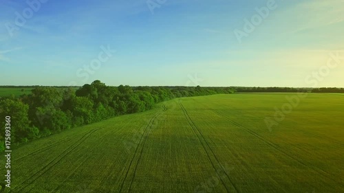 Beautiful green wheat field landscape on summer day. Barley agricultural field. Sky view wheat field green. Grain growing on agriculture field aerial landscape. Aerial view green meadow