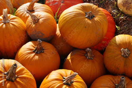 Fotografie Kürbisse (Cucurbita)