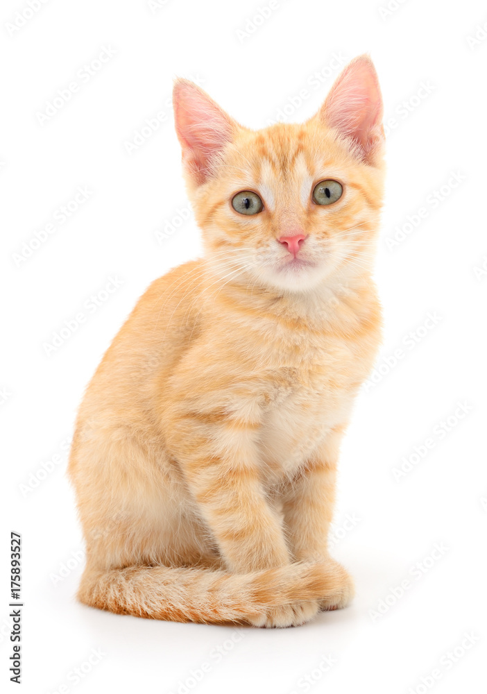 Kitten on white background.