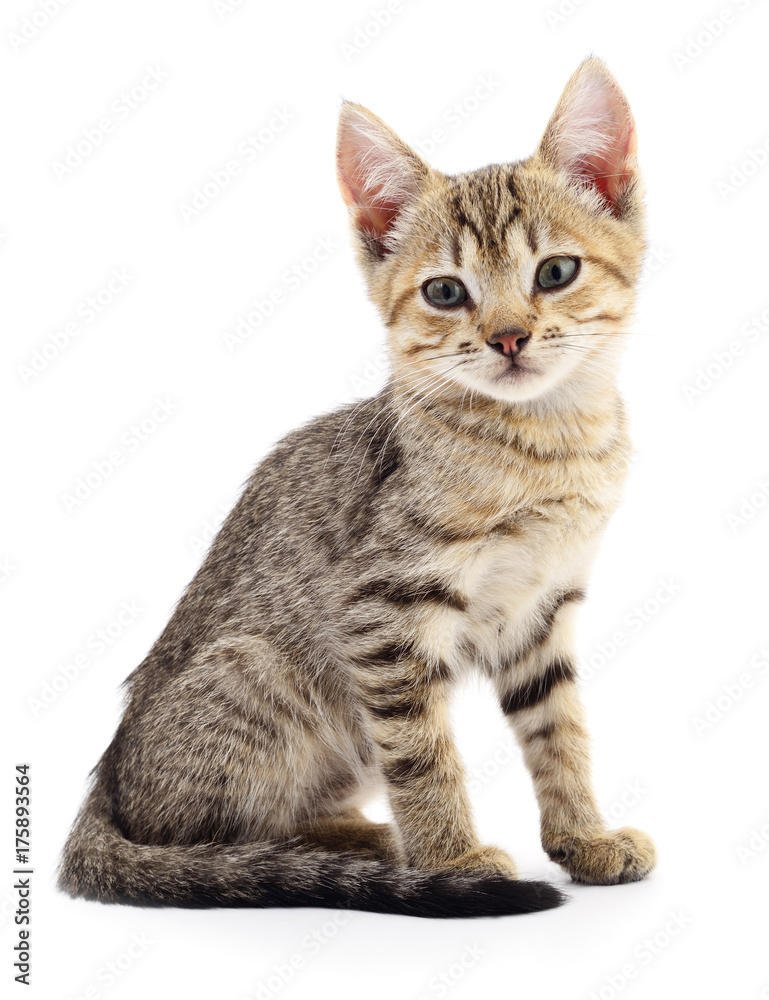 Obraz premium Kitten on white background.
