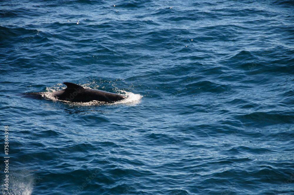Fototapeta premium Long-finned Pilot Whales
