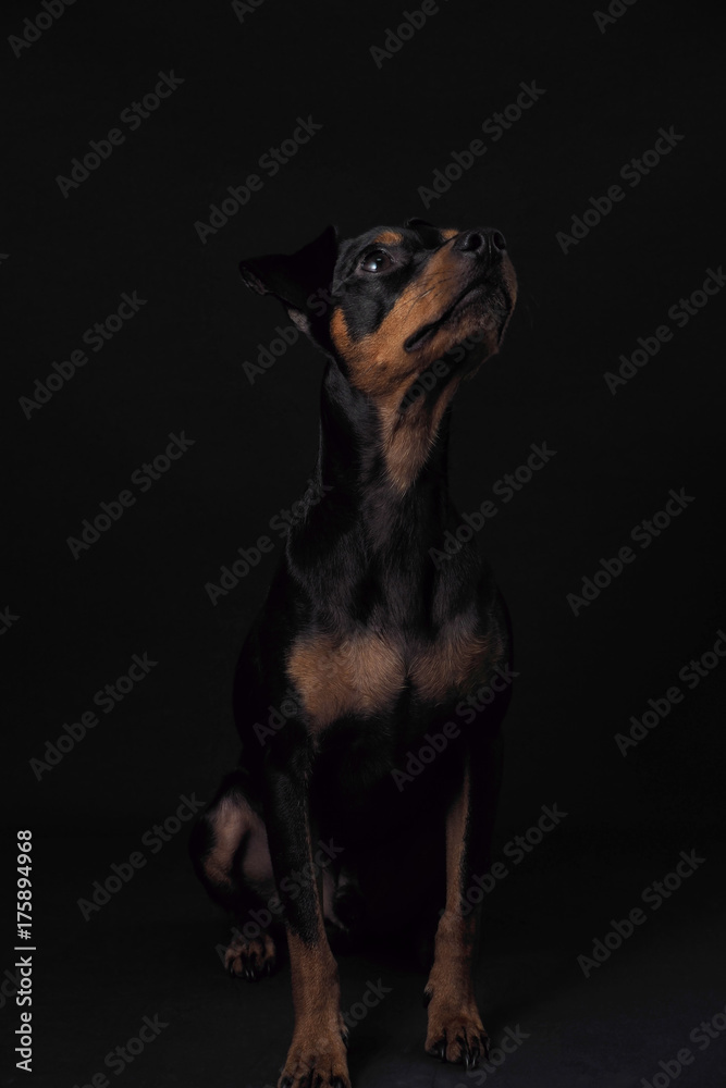 Portrait hund vor schwarzen Hintergund mit blitz low light sitzend