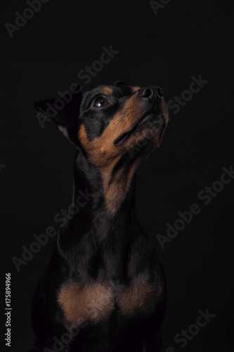 Portrait hund vor schwarzen Hintergund mit blitz low light sitzend