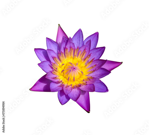 The beautiful waterlily or lotus flower