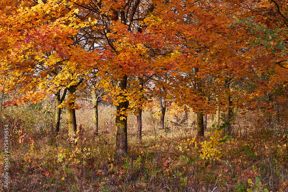 Colorful beautiful autumn leaves