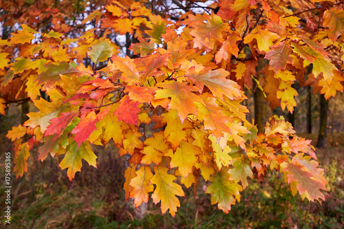 Colorful beautiful autumn leaves