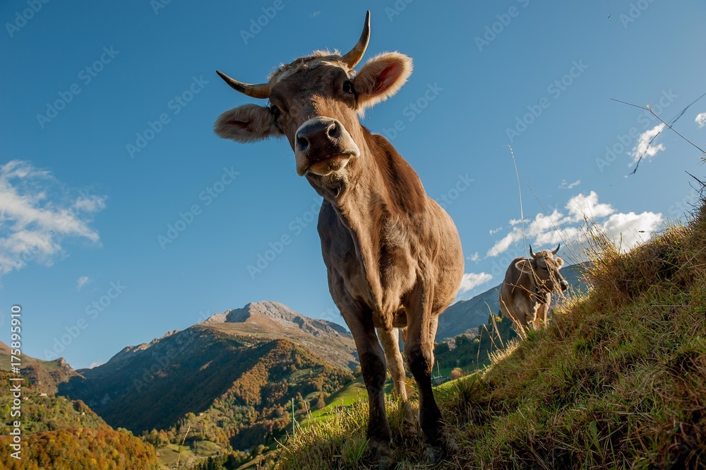 cow cow