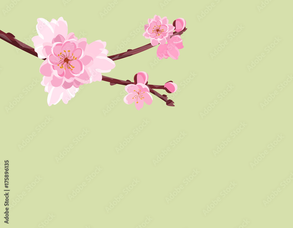 Naklejka premium Branch with gentle lush flowers and cherry buds. Sakura. isolated without a mesh and gradient. illustration