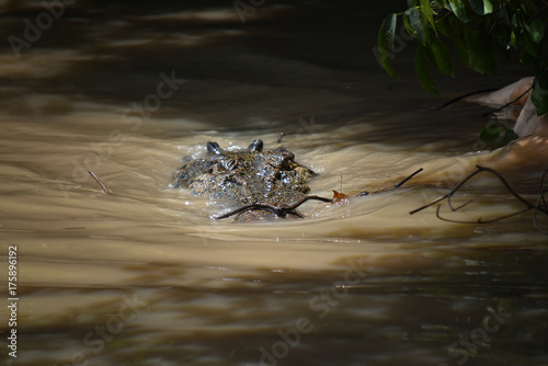 Close up of a wild and extreme dangerous salt water killer crocodile swimming the the Adelaide River in the Northern Territory, Australia near Darwin