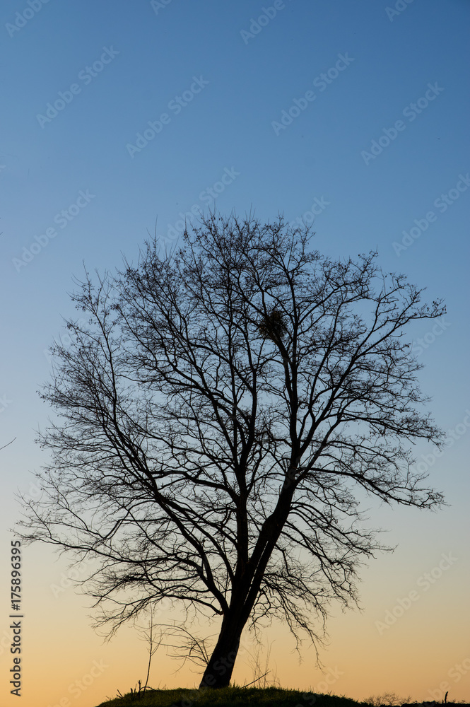 arbre solitaire à la tombée du jour arbre solitaire à la tombée du jour