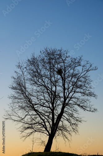arbre solitaire    la tomb  e du jour