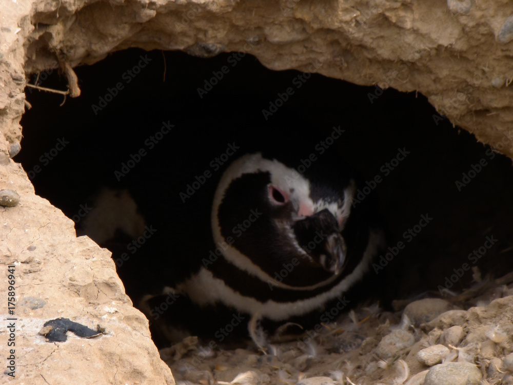 Obraz premium Hidden Penguin