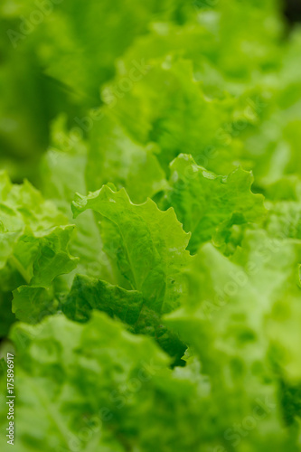 lettuce close up
