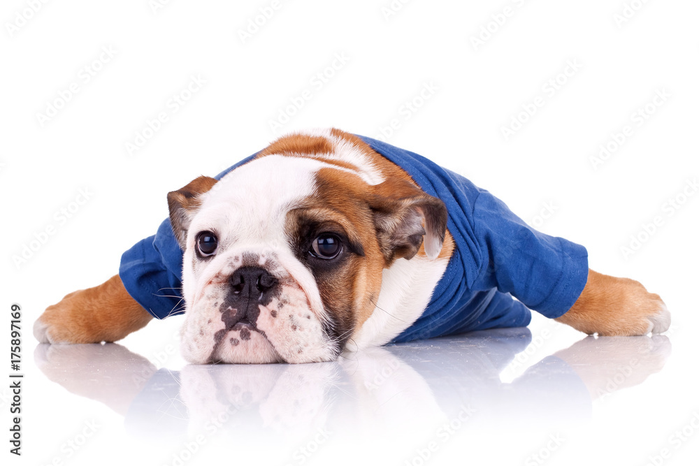 dressed english bulldog puppy dressed english bulldog puppy