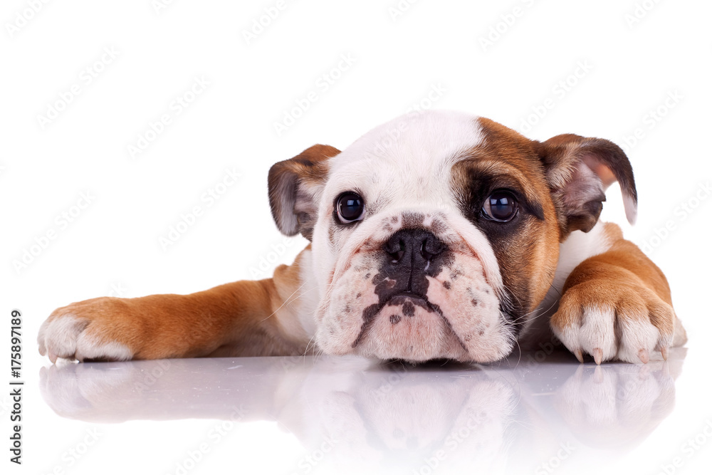 cute english bulldog puppy lying down