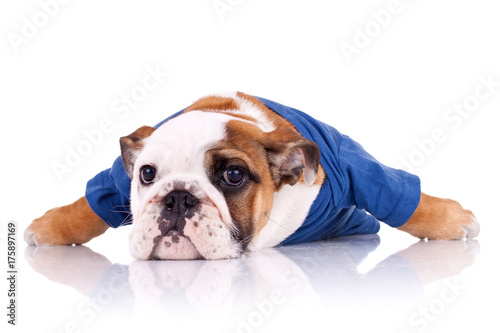 dressed english bulldog puppy © Viorel Sima