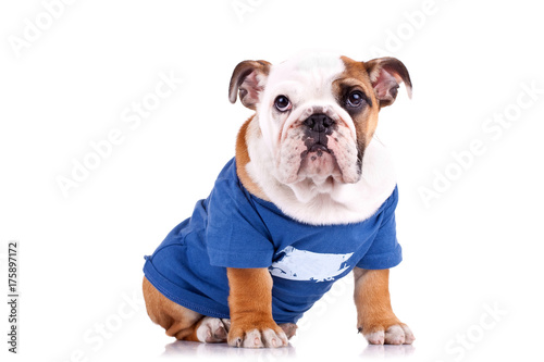 dressed english bulldog puppy sitting © Viorel Sima