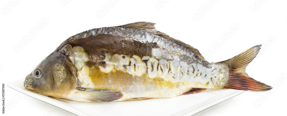 Mirror carp prepared for cooking on dish Mirror carp prepared for cooking on dish