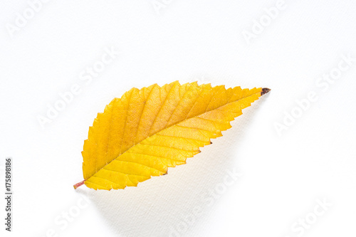 Yellow leaf, autumn motif wallpaper