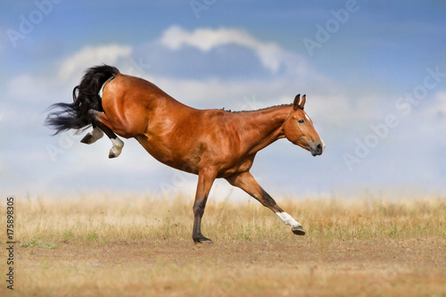 Bay horse jump fun on pasture