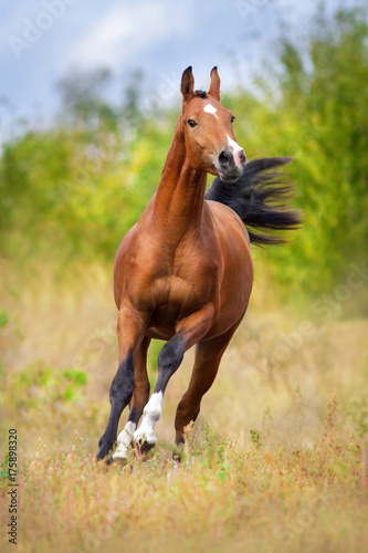 Bay arabian horse run fast outdoor
