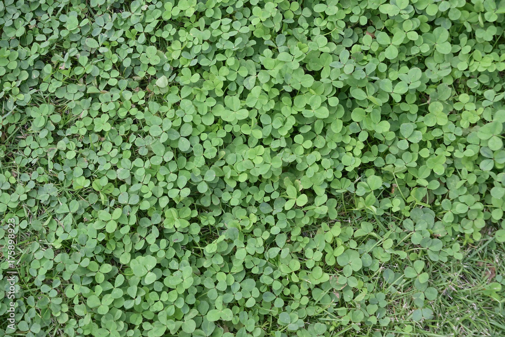 緑の植え込み