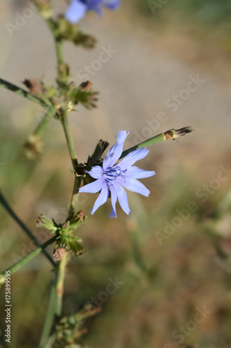 Blue chicory flower