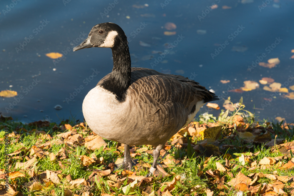 Nonnengans am herbstlichen Seeufer