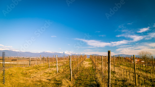 Vineyard in late winter © zakaz86